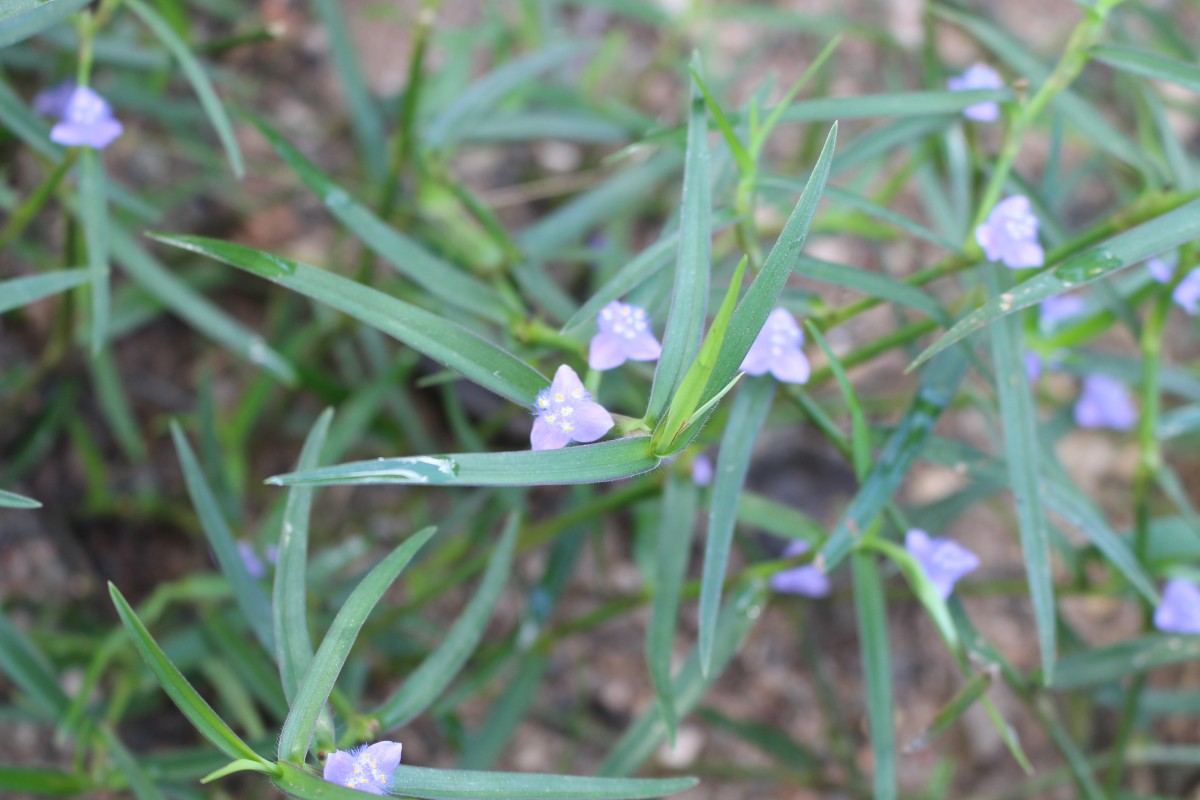 Cyanotis axillaris (L.) D.Don ex Sweet